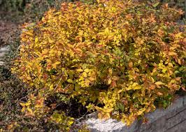 how to grow and care for goldflame spirea