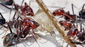 Welche orte im garten sind deshalb gut geeignet? Ameisen Bekampfen Hausmittel Gegen Ameisen Im Haus Und Garten Schweiz Tipps