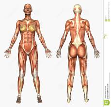 Human Anatomy Muscle System Female Stock Illustration