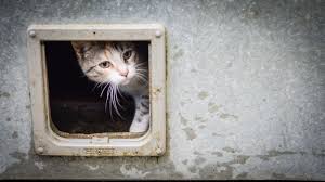 Not only can they be extremely dangerous, but in arguments against shock collars for cats. The 7 Best Cat Doors Of 2021