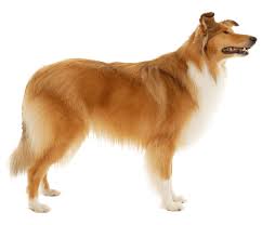 collie dog breed facts and
