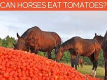 why-cant-horses-eat-tomatoes