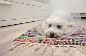 dog licking carpet reasons why and