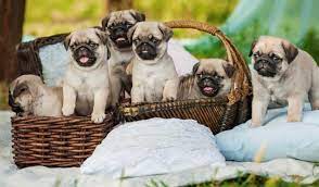 It is always suggested to buy these dogs from a well certified and original breeder. Pug Growth Chart Weight Chart When Do Pugs Stop Growing