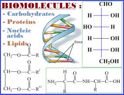 carbohydrates proteins nucleic acids