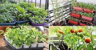 How To Start A Balcony Vegetable Garden