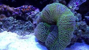 carpet anemone eating silverside you