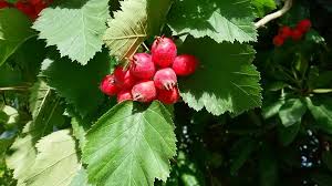 Sorbus aria (L.) Crantz, Whitebeam (World flora) - Pl@ntNet identify