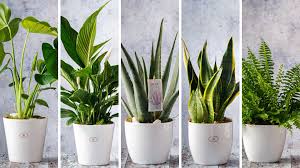 5 best indoor plants for better health