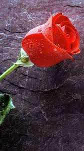 hd rose flower love valentines