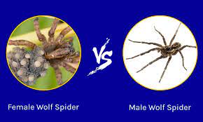 female wolf spider vs male wolf spider