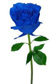 single blue rose stock photos royalty