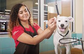 18,749 pet transportation jobs available on indeed.com. Careers Petco