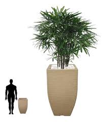 grande variedade de plantas de exterior e interior. 1 Vaso Arvore Bonsai Sementes Pinheiro Negro Japones T 75x40 Mercado Livre