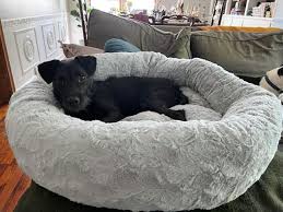 The 10 Best Dog Beds Of 2023 Tested