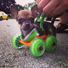 prints an adorable dog wheelchair