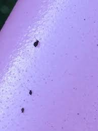 Sudden Infestation Tiny Jumping Bugs