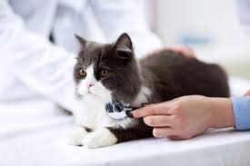 Some pet owners believe a warm, dry nose denotes a sick cat, but, in actuality, a cat's nose temperature and moistness varies every day. List Of Cat Diseases And Symptoms Lovetoknow