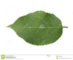 Листья сливы стоковое фото. изображение насчитывающей ботаническую -  27899096