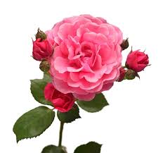 Rosa inglese rosa di david austin in boccio isolato su sfondo bianco macro  fiore partecipazione di nozze sposa saluto estate primavera piatto vista  dall'alto amore san valentino | Foto Premium