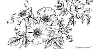 Hibiscus tattoos are elegant and demure and make the skin look like an amazing canvas of beauty. Blumen Tattoos 17 Aussergewohnliche Florale Vorlagen Bedeutung Desired De