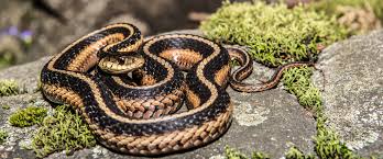garter snakes friend or foe