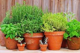 best herbs to grow in pots