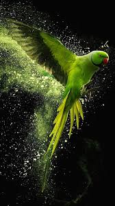 hd green parrots wallpapers peakpx