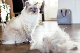 Because they both like having all of. Ragdoll Cat Brush A Comprehensive Reviews In 2020
