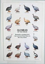 61 Best Peafowl Guineas Images Peafowl Birds Beautiful