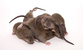 Rats Can Produce Half A Billion Descendants In Three Years