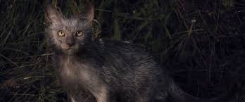 Did you scroll all this way to get facts about lykoi cat? Werewolf Cats Exist And You Can Own One Abc News