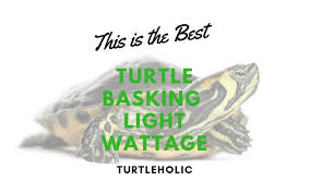 This Is The Best Turtle Basking Light Wattage Turtleholic