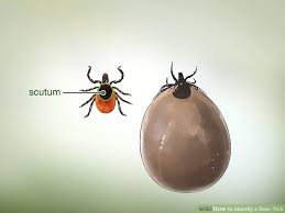 How To Identify A Deer Tick 6 Steps With Pictures Wikihow