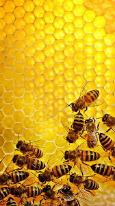 hd honeycomb and bee wallpapers peakpx
