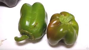 how to grow green bell peppers in a pot