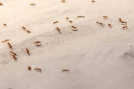 how to get rid of ants in your bed 5