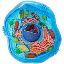 6th grade plant and cell parts