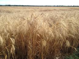 And on the back, just a whole bunch of wheat. Pin On Darwish Ù…Ø­Ù…ÙˆØ¯ Ø¯Ø±ÙˆÙŠØ´