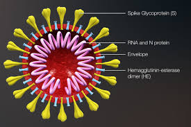 In the cases which have been cited to prove the identity of the two virusses, it has been said that a diseased individual having had connection with several healthy persons. Why The Coronavirus And Most Other Viruses Have No Cure