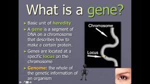 chromosomes genes and alleles ib