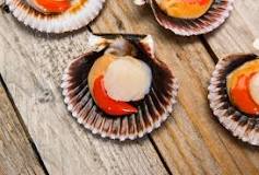 What scallops are safe to eat raw?