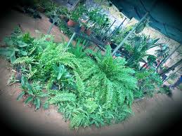 sorrel gardens in injambm chennai