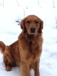 Come join the discussion about breeds, training, puppies, food reviews, service animals, and more. Goldens Garnetmine Goldens