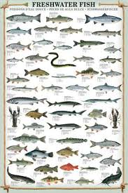Freshwater Fish 53 Species Wall Chart Poster