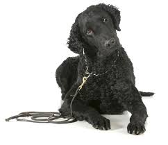 This sounds delightful, but does require patience and. Curly Coated Retriever Breeders Australia Curly Coated Retriever Info Puppies