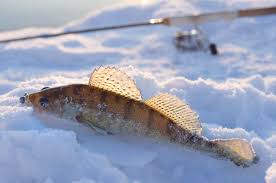 21 Walleye Ice Fishing Tips To Help You