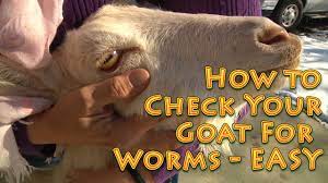 check goats for worms