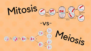 difference between mitosieiosis
