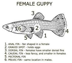 Breeding Reproduction And Care For Fry Guppy Aquarium